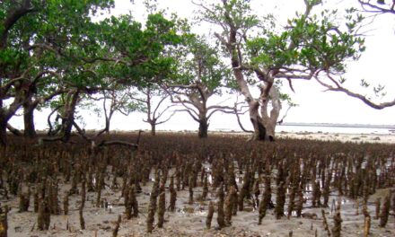 Un jeu de grattage pour restaurer la mangrove de Mayotte