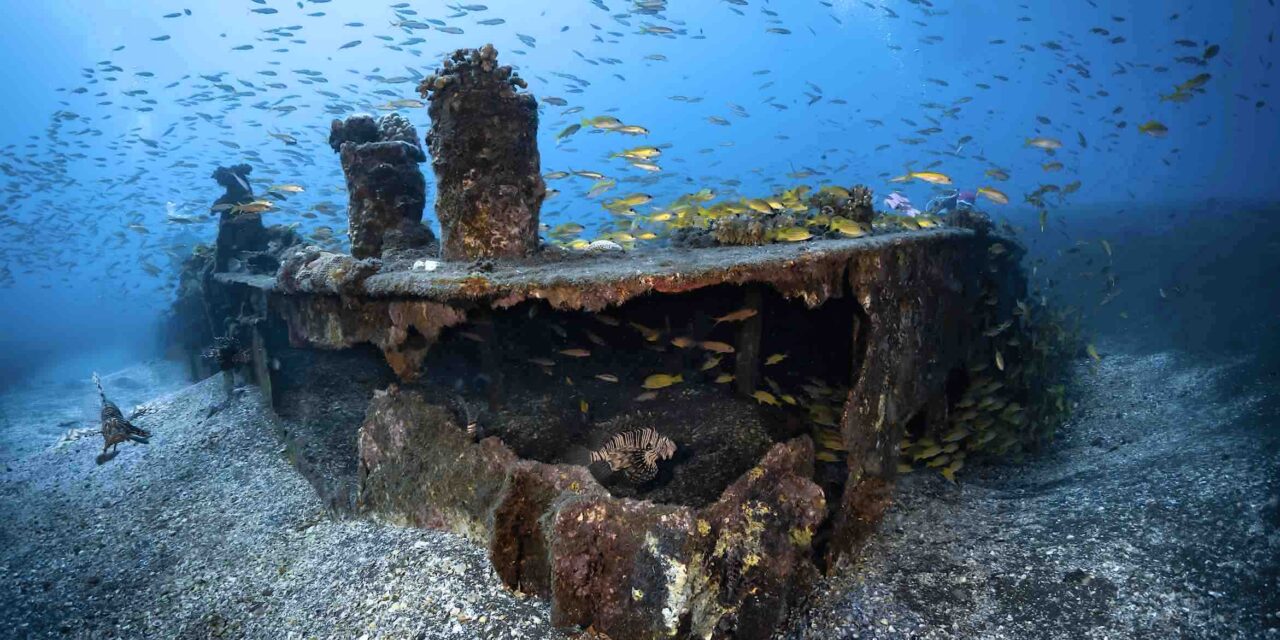 Register now for the Festival International of Underwater Pictures in Mayotte!