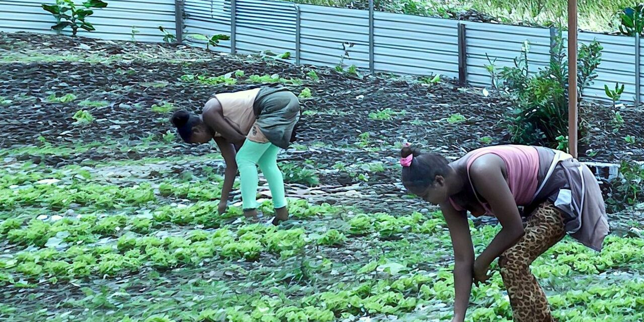 FAM-Unie Foundation : un jardin bio pour l’autonomie des femmes
