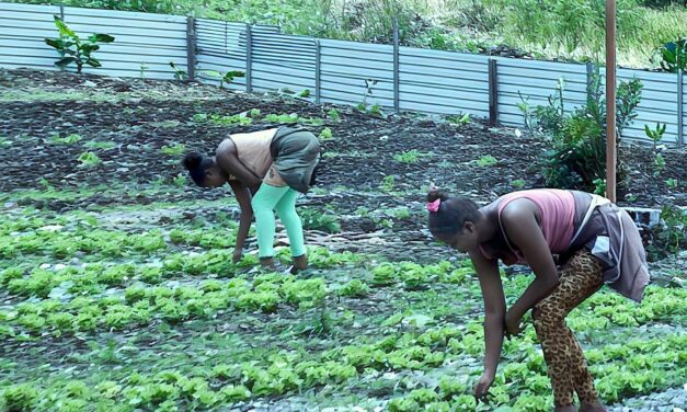 FAM-Unie Foundation: an organic garden for women’s autonomy