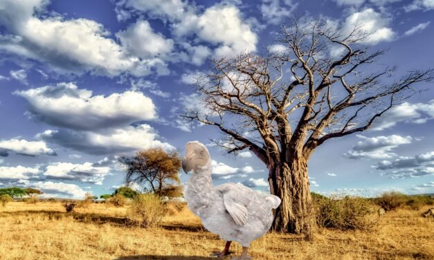Désextinction : le dodo n’a pas dit son dernier mot
