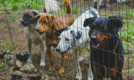 Maltraitance animale : des associations en difficulté financière.