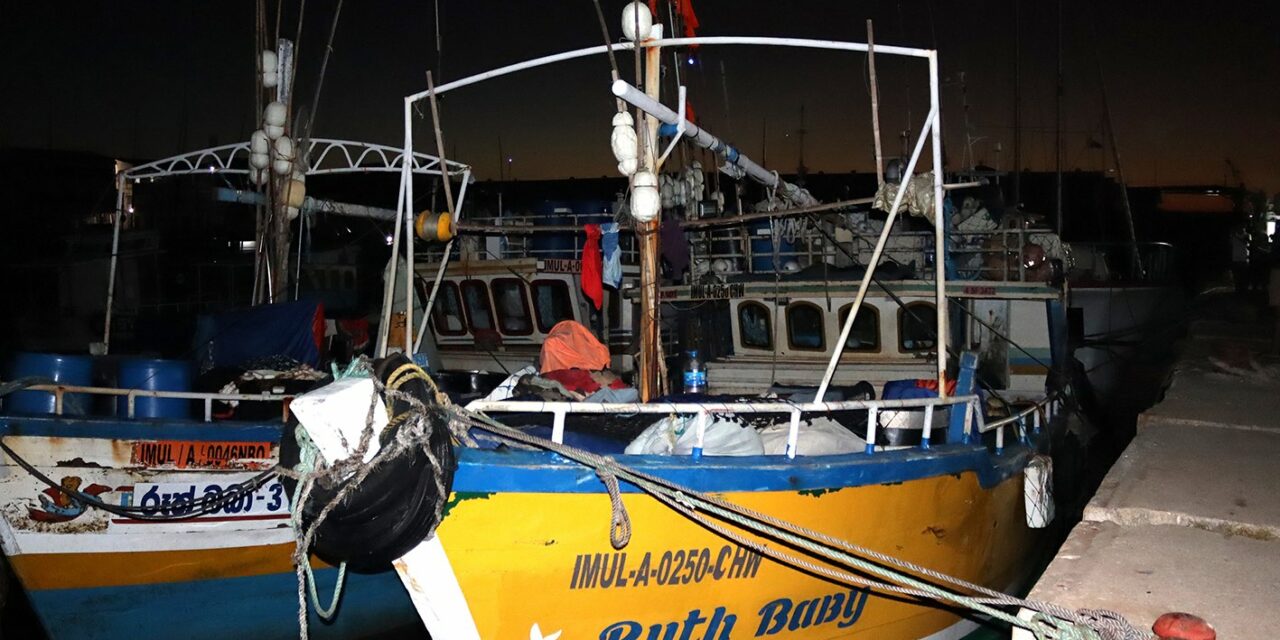 Requins et dauphins victimes de pirates