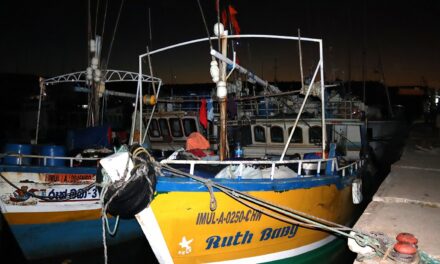 Requins et dauphins victimes de pirates