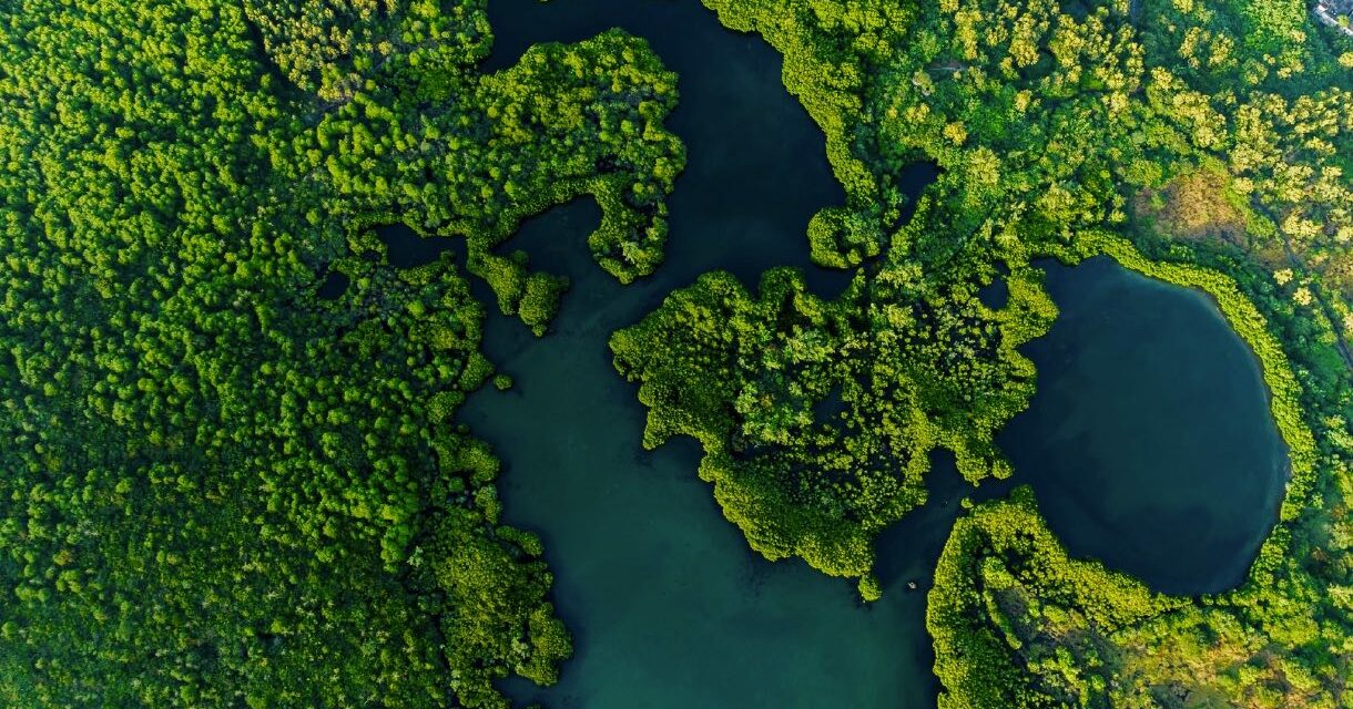 Développement vs Écologie : le cas de Roches Noires