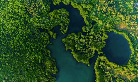 Développement vs Écologie : le cas de Roches Noires