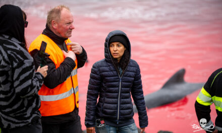RÉCIT DU MASSACRE DE DAUPHINS  DU 6 JUILLET 2024, ILES FÉROÉ.