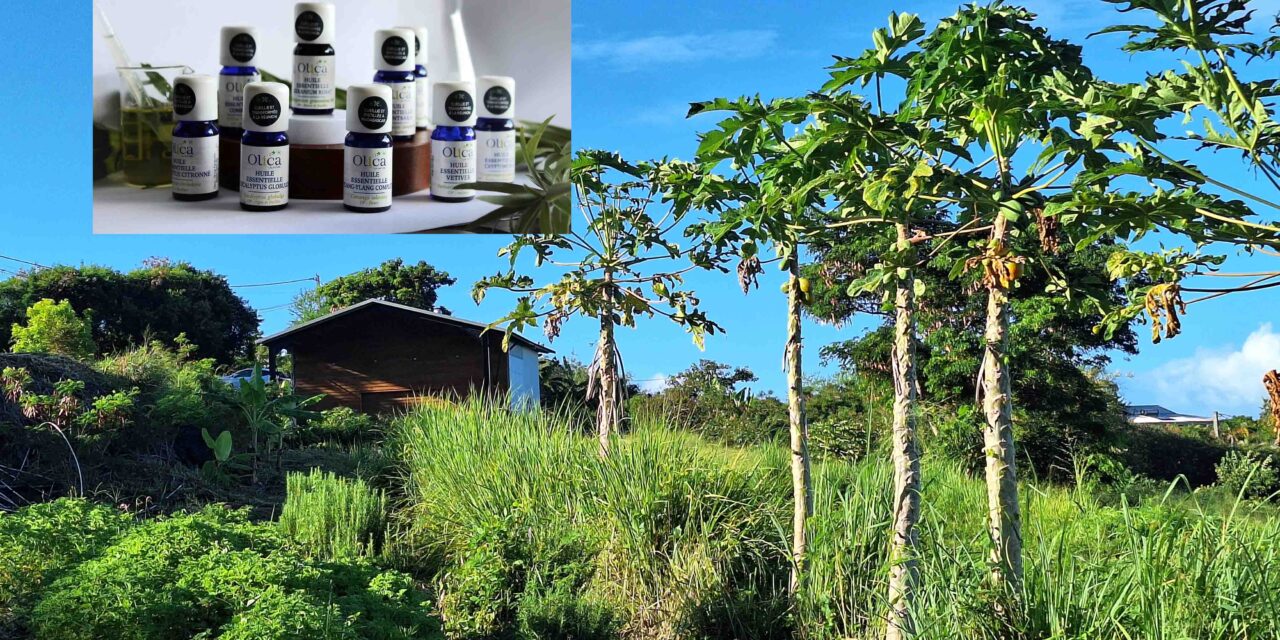 Olica : biodiversité réunionnaise et cosmétique durable