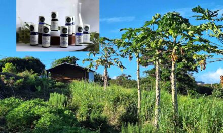 Olica : biodiversité réunionnaise et cosmétique durable