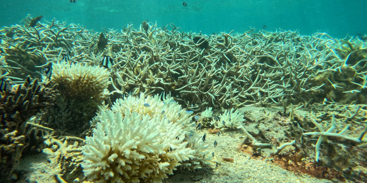 Reef Conservation alerte sur un blanchissement des coraux