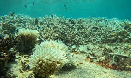 Reef Conservation alerte sur un blanchissement des coraux