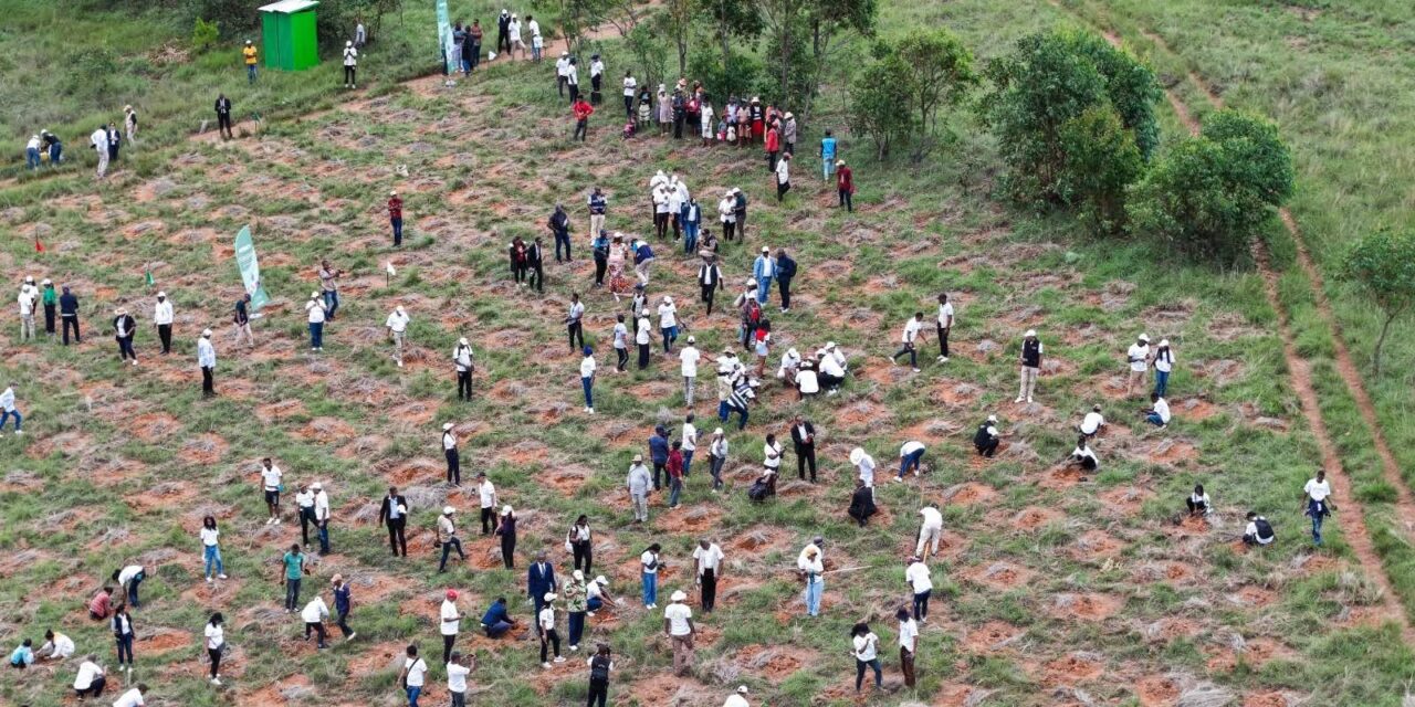Madagascar/Congo : plantation de 3000 arbres à Ankazobe.