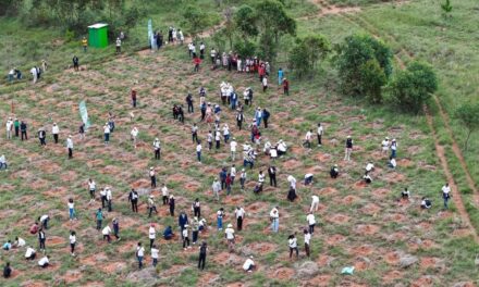 Madagascar/Congo : plantation de 3000 arbres à Ankazobe.