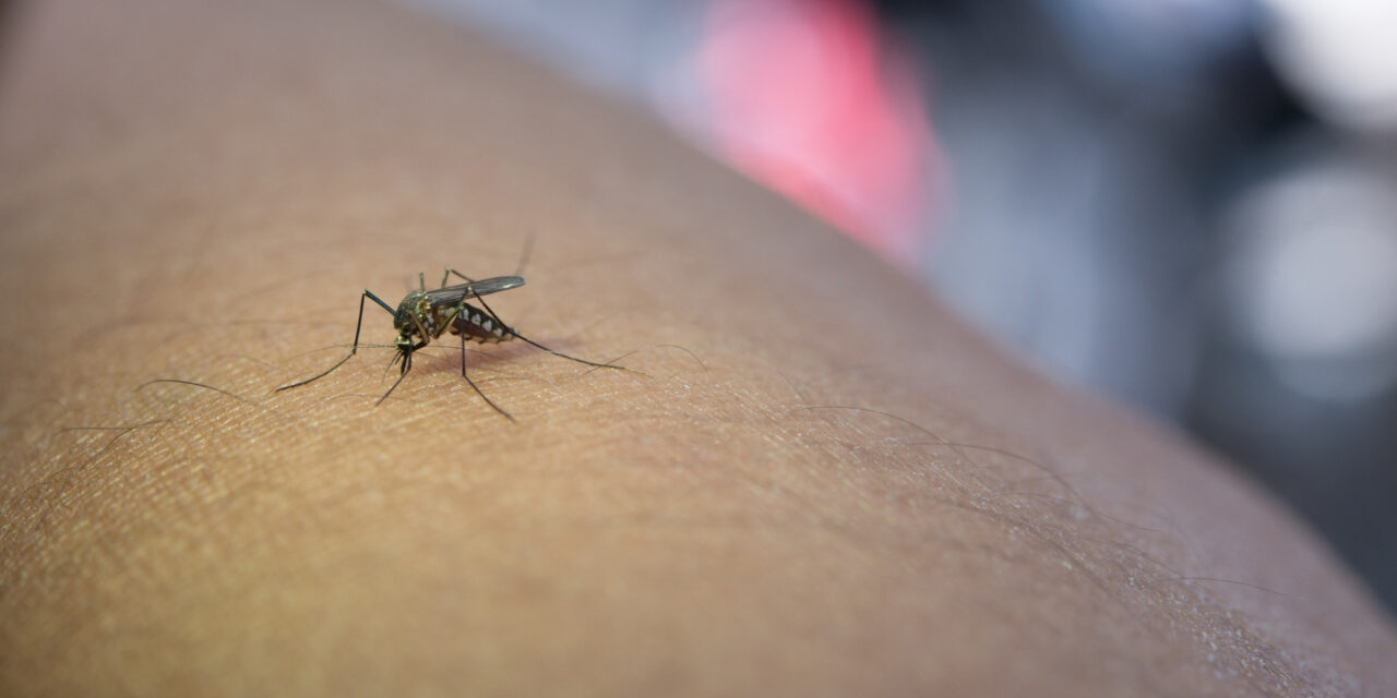 Chikungunya : report du test PCR obligatoire pour les Réunionnais