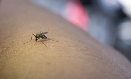 Chikungunya : report du test PCR obligatoire pour les Réunionnais