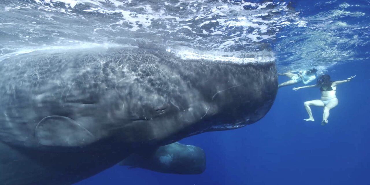 Eco-Sud protège les baleines et tortues en mer et en cour