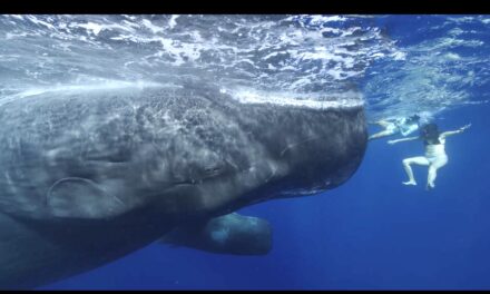 Whale watching : la loi violée tous les jours