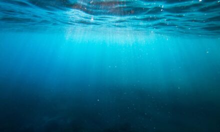 Djibouti ratifie le traité BBNJ pour protéger la biodiversité marine