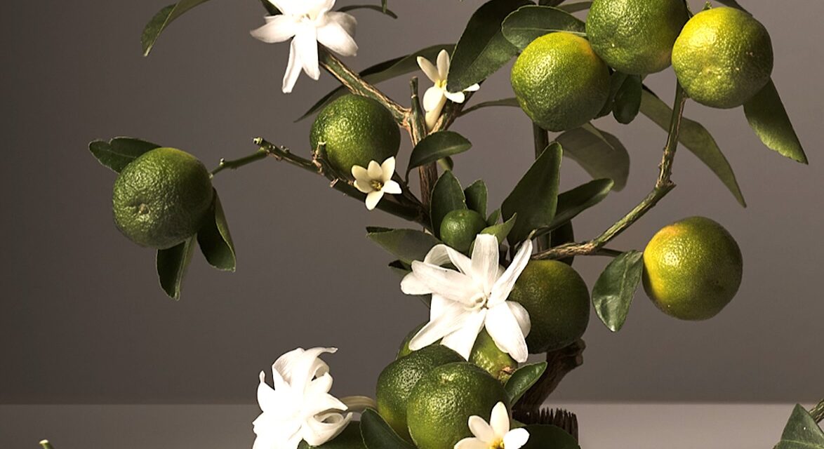 Vers une Indication Géographique Protégée pour le limon de Rodrigues ?