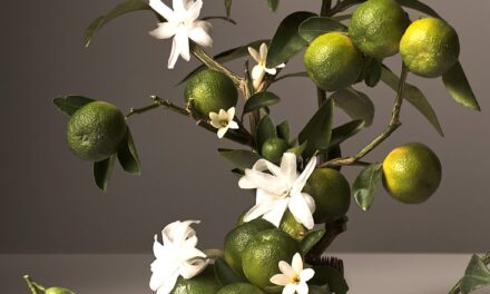 Vers une Indication Géographique Protégée pour le limon de Rodrigues ?