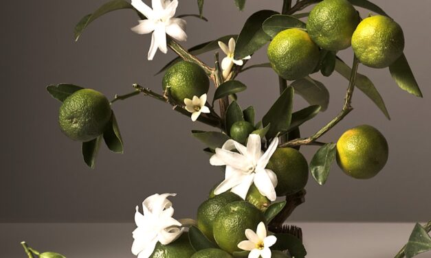 Vers une Indication Géographique Protégée pour le limon de Rodrigues ?