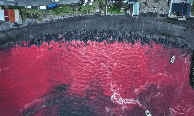 285 baleines tuées aux Îles Féroé