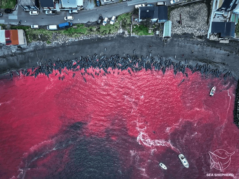 285 baleines tuées aux Îles Féroé