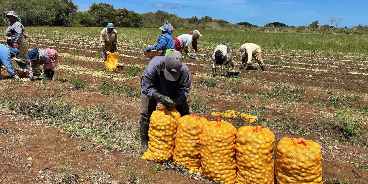 Agriterra lance la production de 90 tonnes d’oignons hybrides jaunes