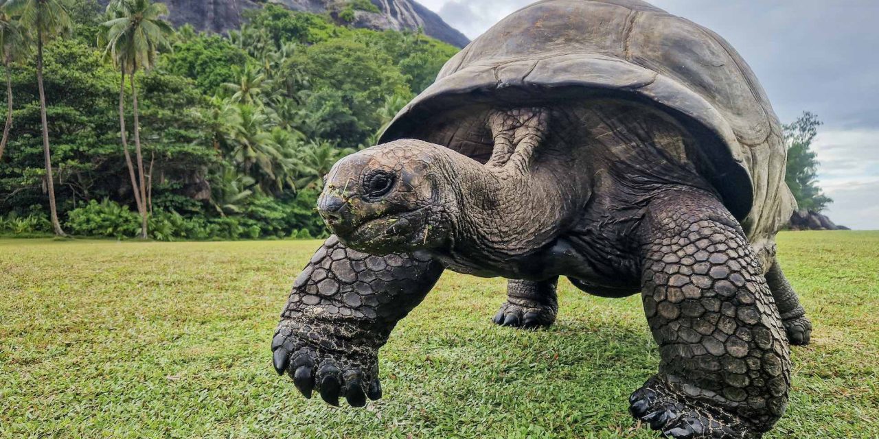 50 tortues géantes d’Aldabra relâchées aux Seychelles