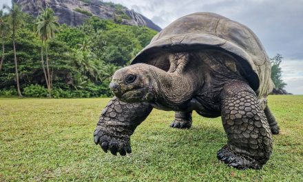 50 tortues géantes d’Aldabra relâchées aux Seychelles