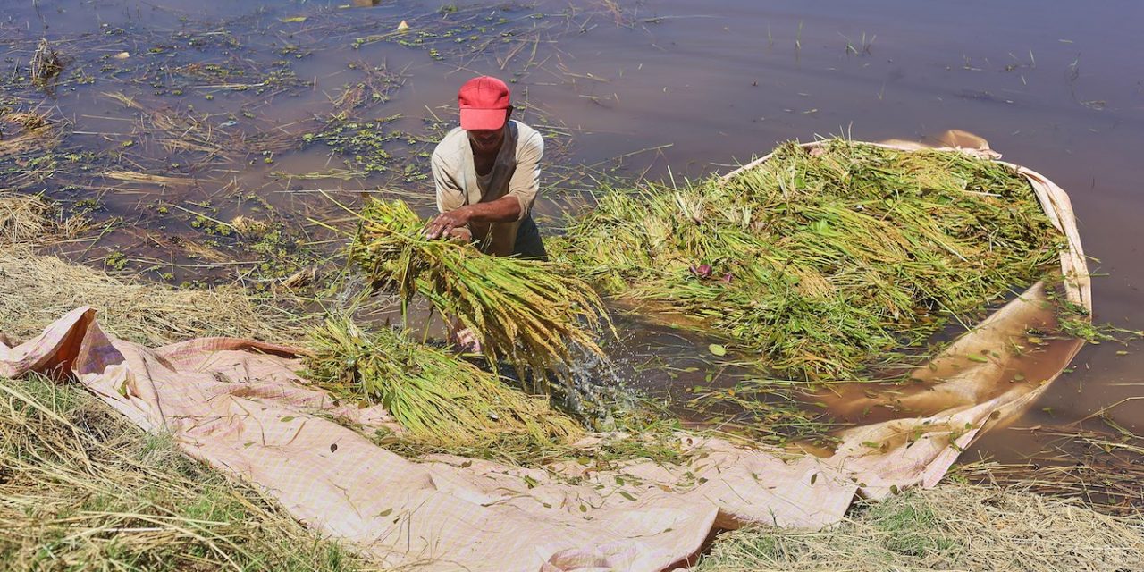 Le scandale du riz contaminé