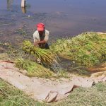 Le scandale du riz contaminé
