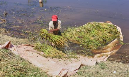 Le scandale du riz contaminé